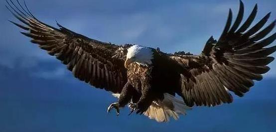 开云体育平台APP-老鹰遭遇连败，还在苦苦寻找取胜方法